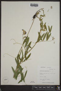 Lathyrus palustris image