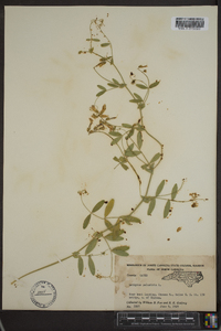 Lathyrus palustris image