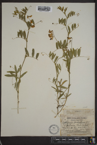 Lathyrus palustris image