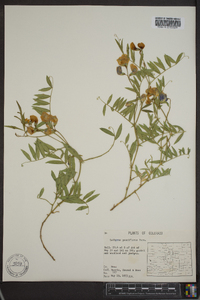 Lathyrus pauciflorus image