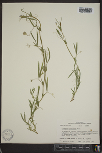 Lathyrus pusillus image