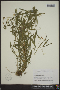 Lathyrus pusillus image