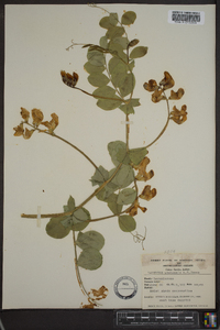 Lathyrus utahensis image