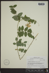 Lathyrus venosus image