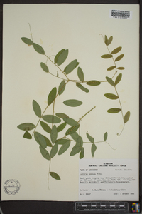 Lathyrus venosus image