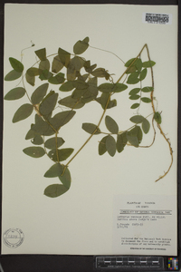 Lathyrus venosus image