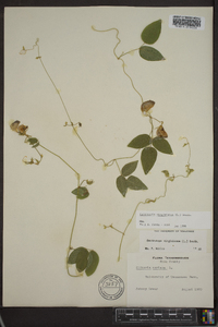 Centrosema virginianum image
