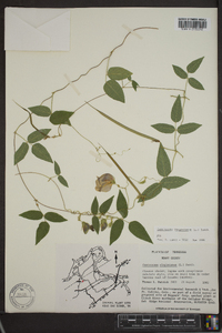 Centrosema virginianum image