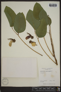 Erythrina crista-galli image