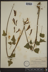 Erythrina herbacea image