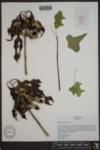 Erythrina herbacea image