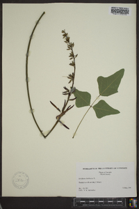 Erythrina herbacea image