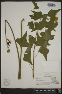 Erythrina herbacea image