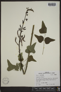Erythrina herbacea image