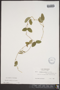 Galactia volubilis image