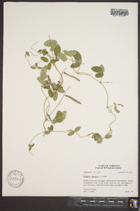 Galactia volubilis image