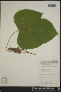 Pueraria montana var. lobata image