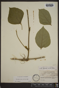 Pueraria montana var. lobata image