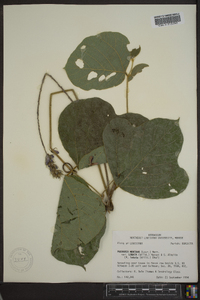 Pueraria montana var. lobata image