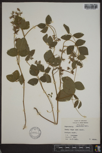 Rhynchosia latifolia image