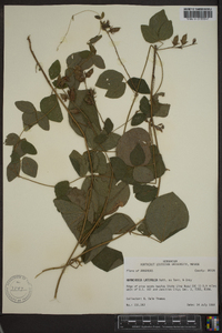 Rhynchosia latifolia image