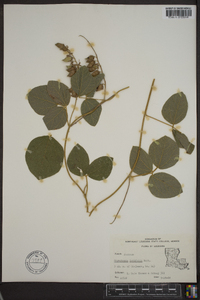 Rhynchosia latifolia image