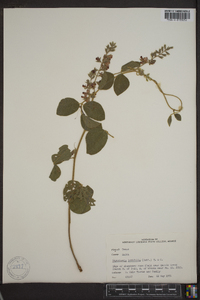 Rhynchosia latifolia image