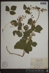 Rhynchosia latifolia image