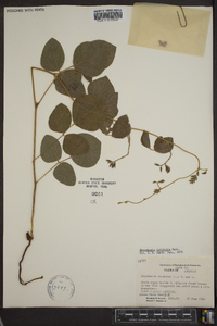 Rhynchosia latifolia image