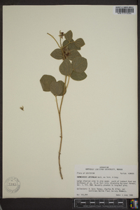 Rhynchosia latifolia image