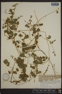 Rhynchosia parvifolia image