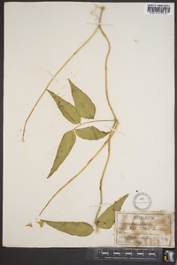 Vigna luteola image