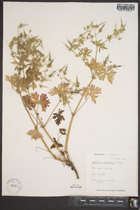 Geranium bicknellii image