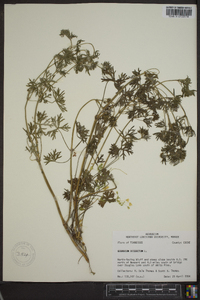 Geranium dissectum image