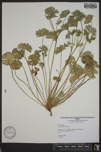 Geranium dissectum image