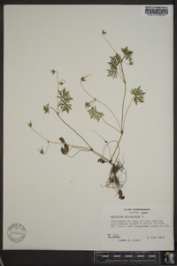 Geranium columbinum image