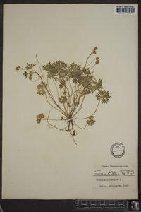 Geranium columbinum image