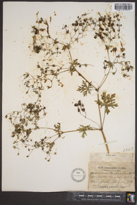 Geranium bicknellii image