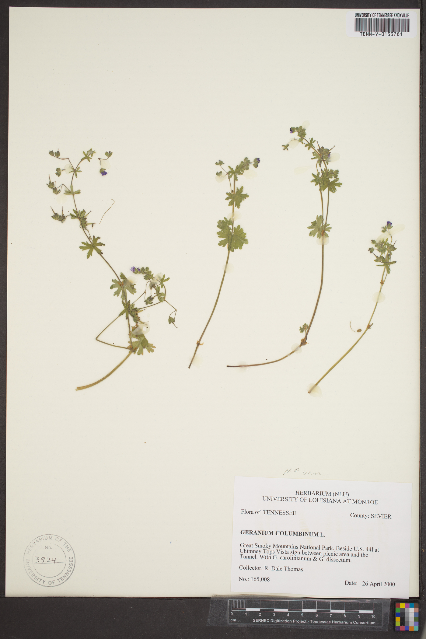 Geranium columbinum image