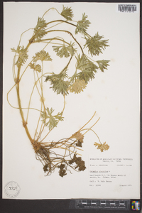 Geranium dissectum image