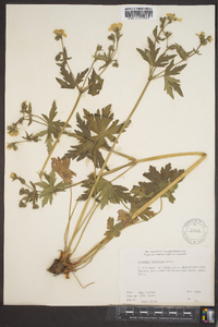 Geranium nervosum image