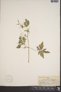 Geranium robertianum image