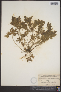 Geranium robertianum image