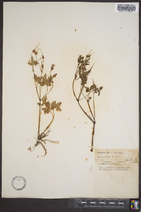 Geranium robertianum image