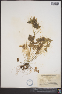 Geranium robertianum image