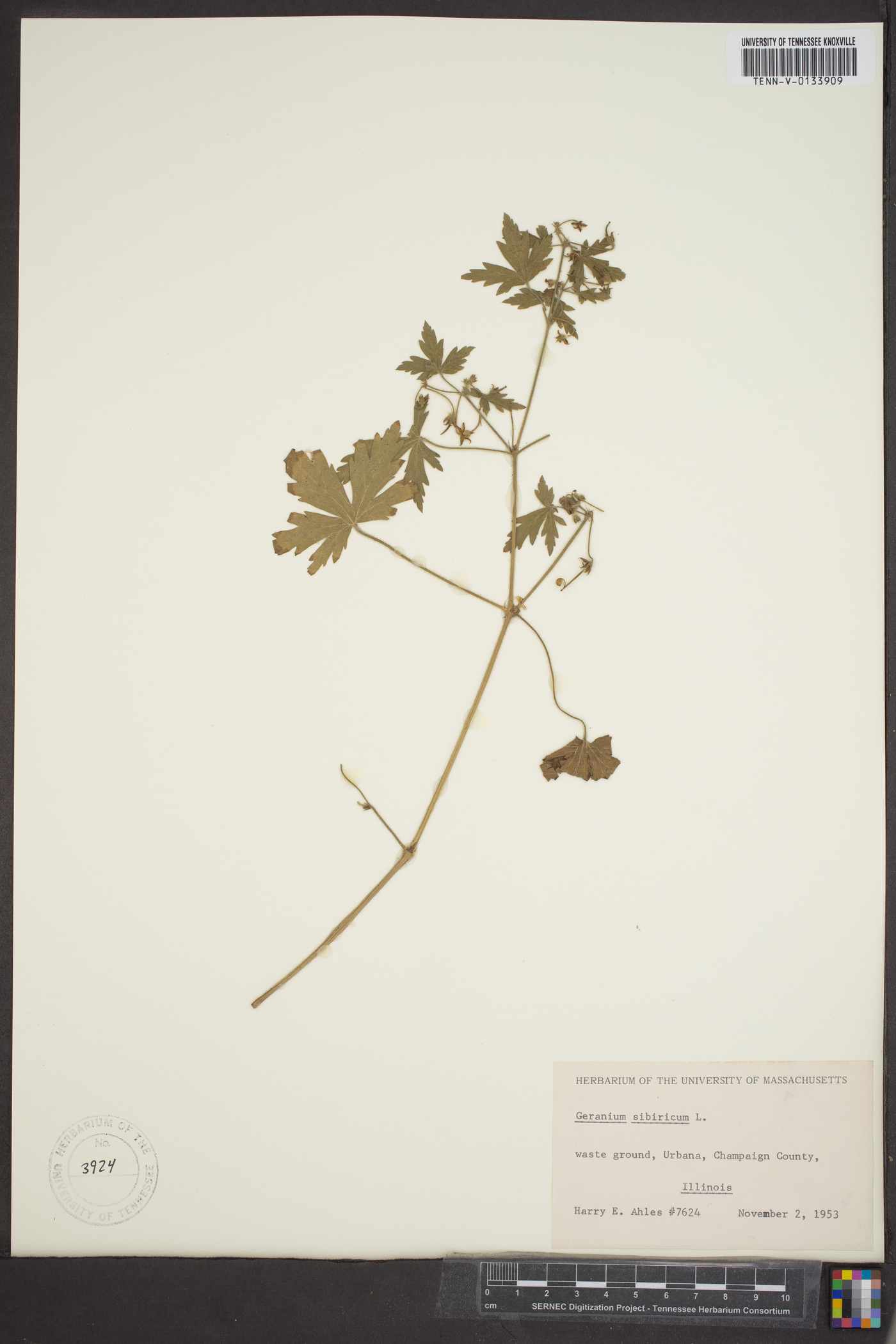 Geranium sibiricum image