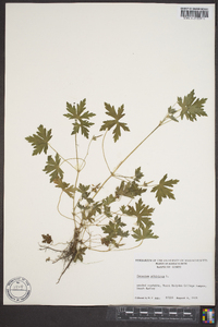 Geranium sibiricum image
