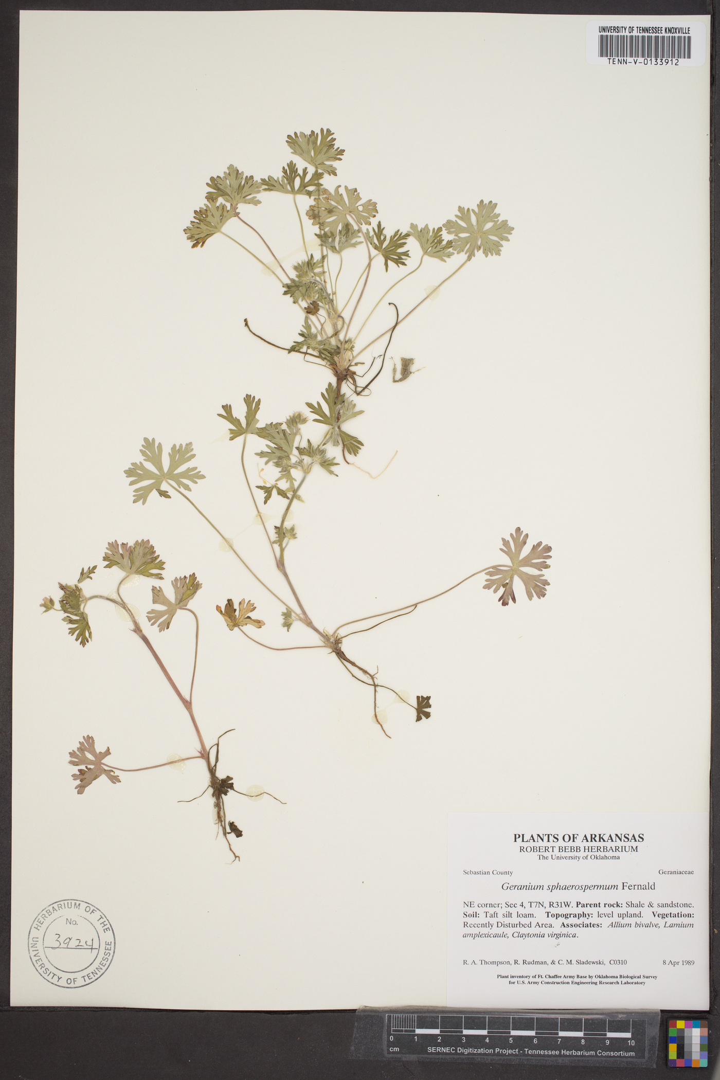 Geranium sphaerospermum image