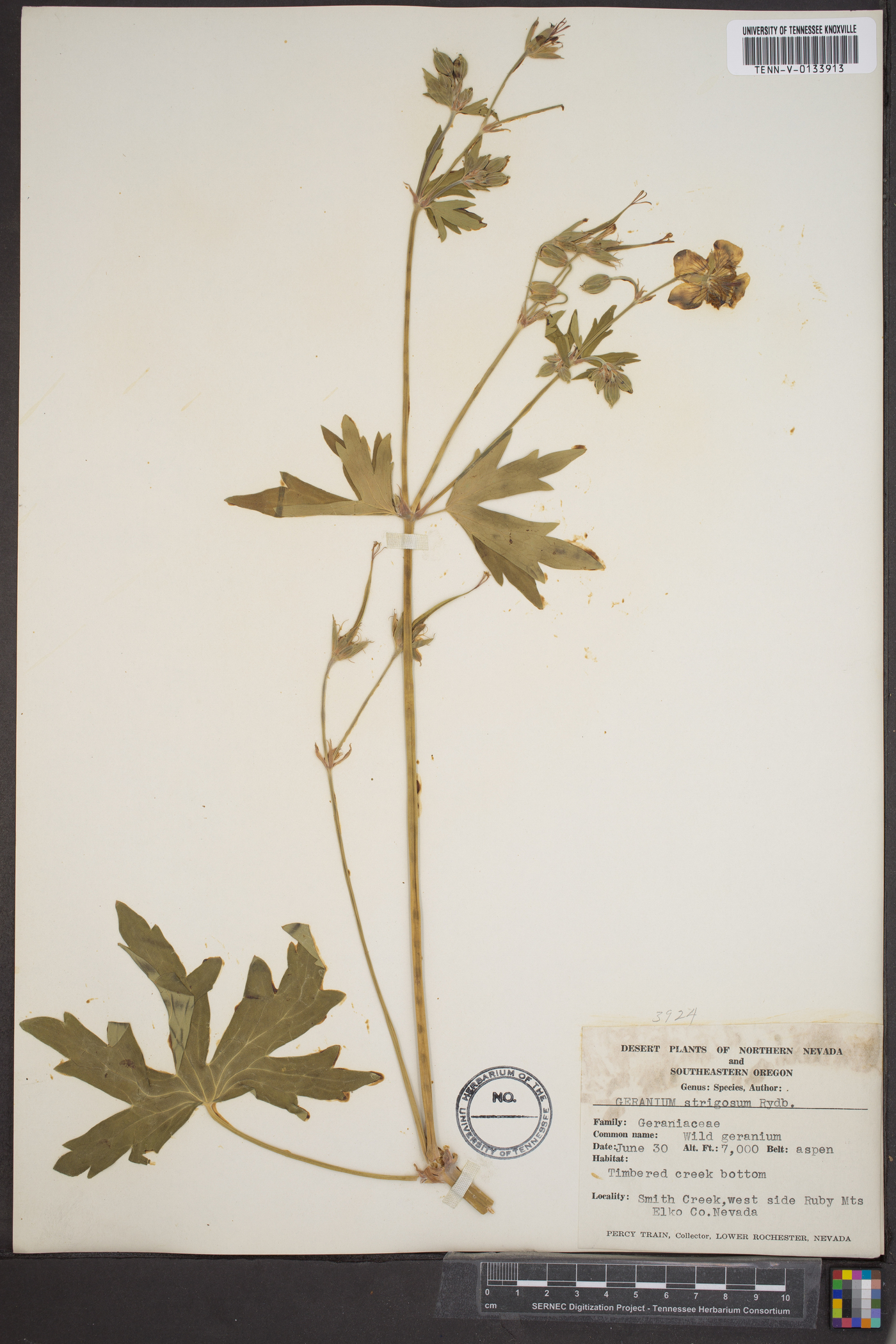 Geranium strictipes image