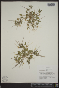 Erodium texanum image